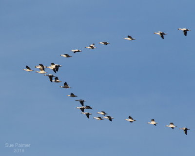 3-12 geese 0355.JPG