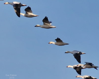 3-12 geese blue 2  0355.JPG
