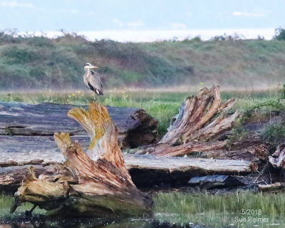 502_heron_0977.JPG