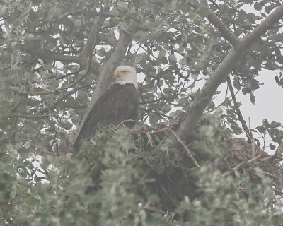 522_eagle_3997.JPG