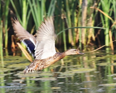 620_mallard_1626.JPG