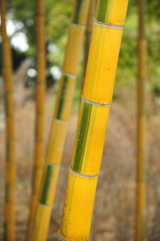 Bamboo In Winter