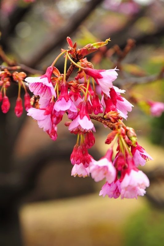 Imperial Flowers