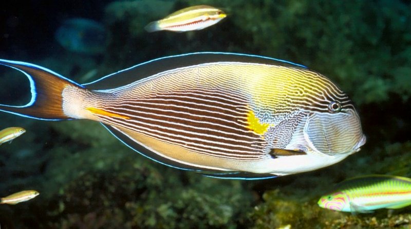 Razorfish
