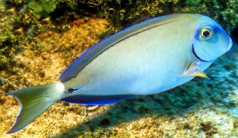 Acanthurus tractus, Ocean Surgeonfish