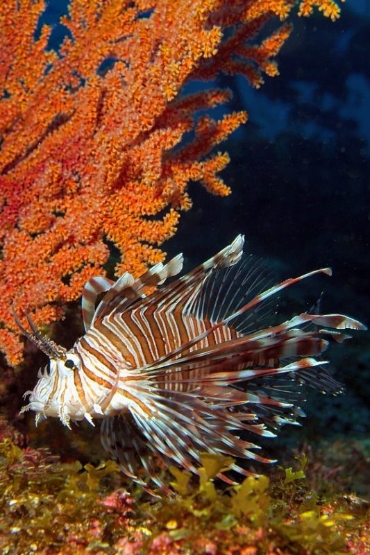 Lionfish Under Gorgonian 