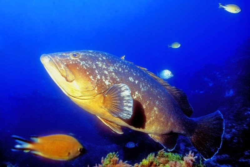 Grouper of The Dory