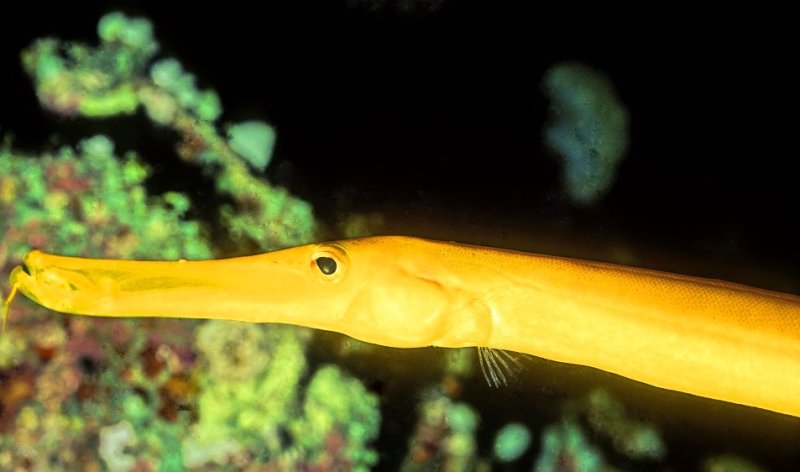 YellowTrumpetfish Aulostomus chinensis 