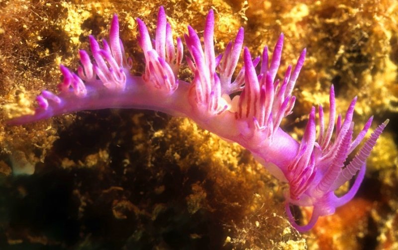 Pink Nudibranch
