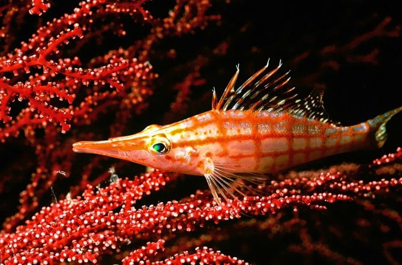 Longnose Hawkfish on Red Gorgoneans 
