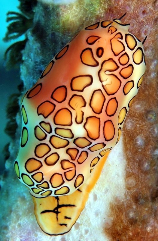 Flamingo Tongue Out of Shell Cyphoma gibbosum