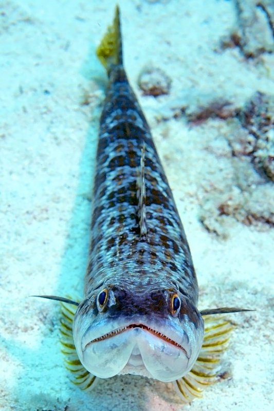 Dick Head Me? Synodus intermedius, Lizardfish