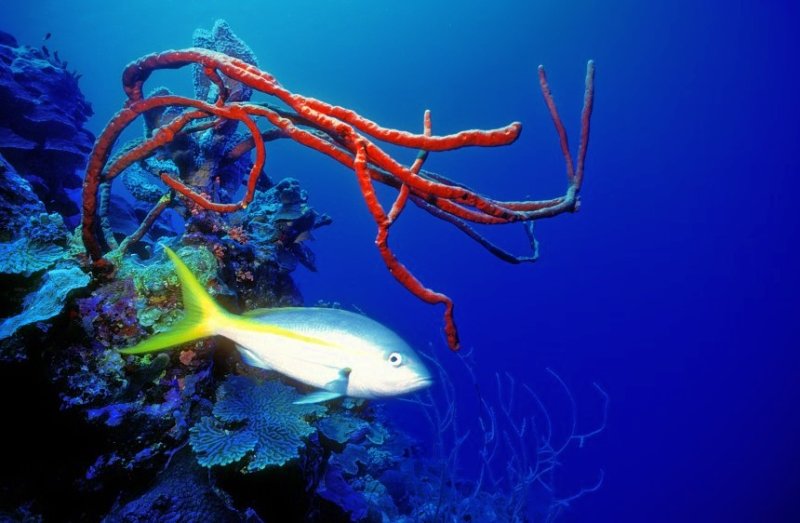 Snapper And Red Sponge At Depth