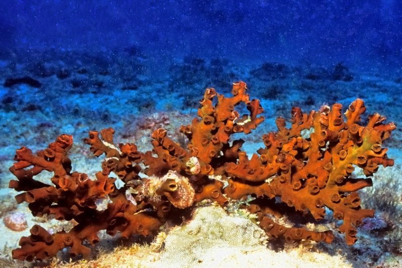 Black Sun Coral Tubastraea micranthus at Deep