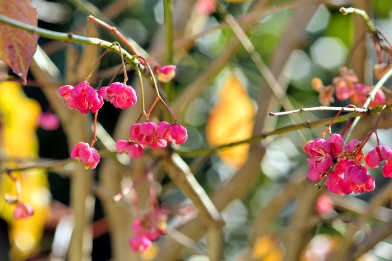 Beautiful Small Pink Flowers Of Autumn