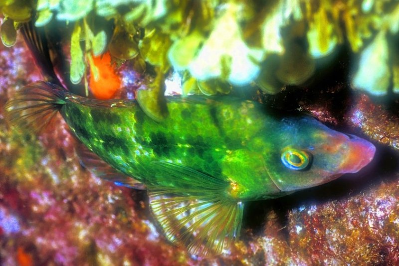 Emerald Wrasse Centrolabrus trutta