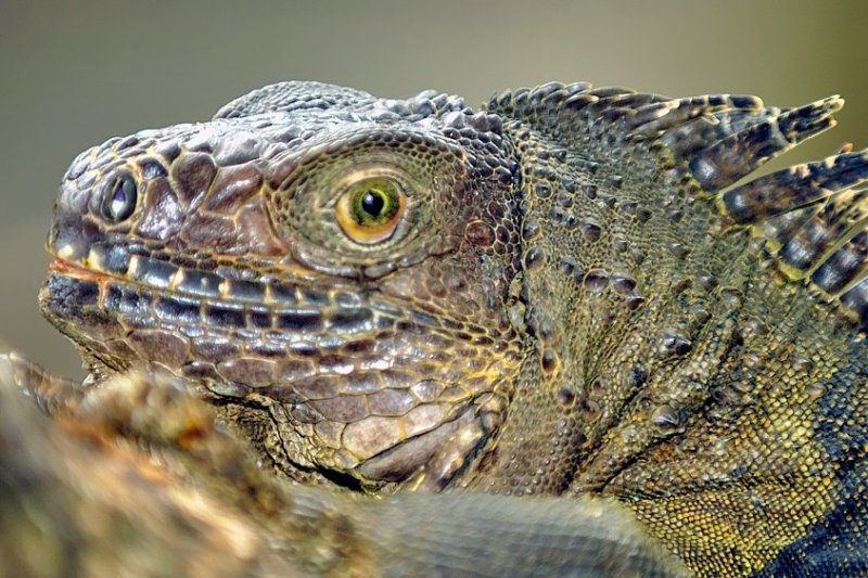 Green Eye