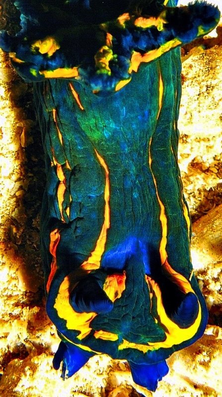Nudi Close