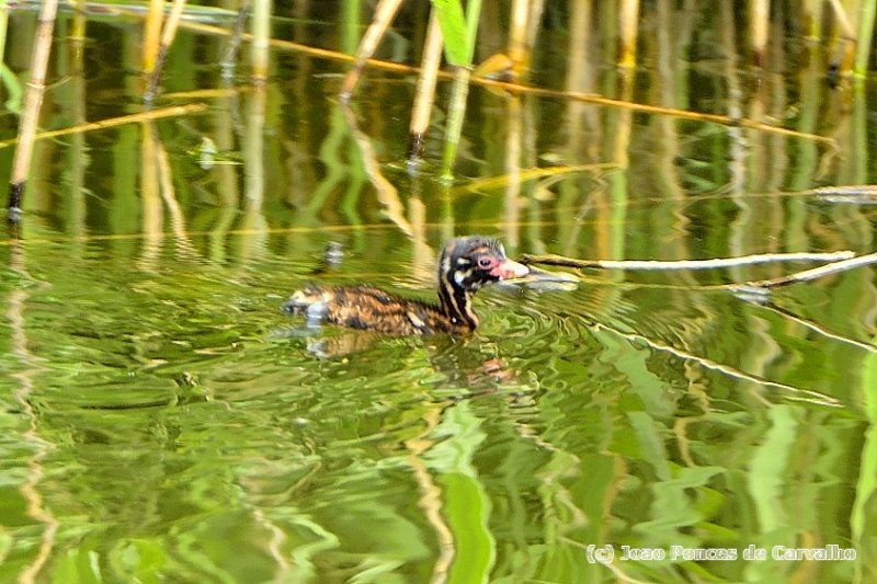 Little Grebe Baby Alone