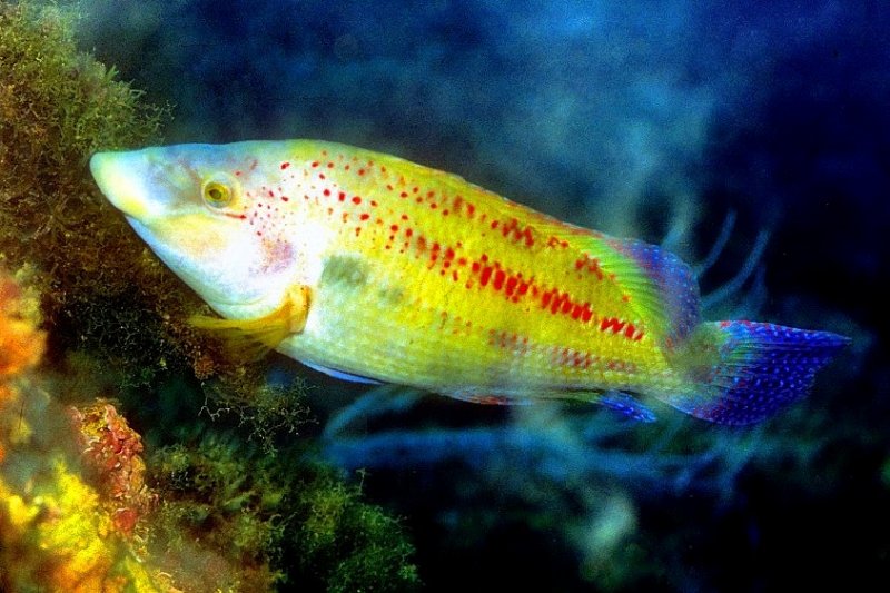 East Atlantic Peacock Wrasse, Symphodus tinca