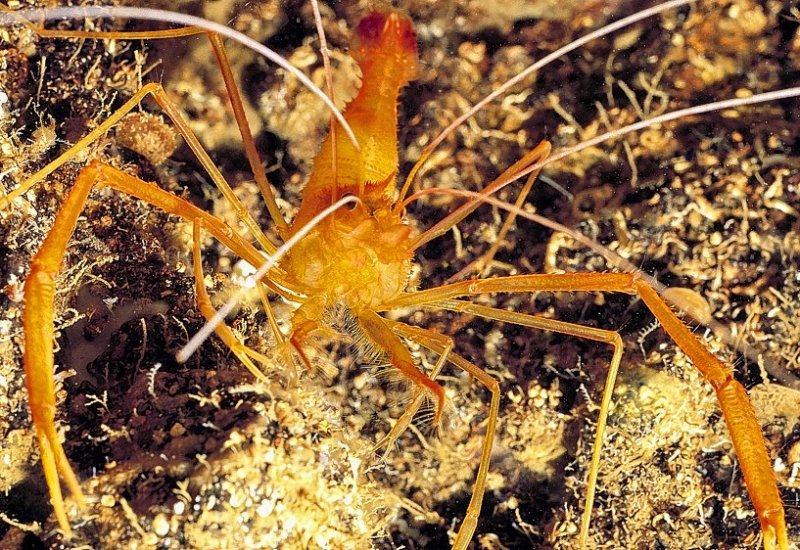 Golden Shrimp, Stenopus spinosus