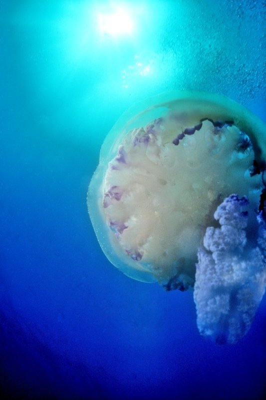Backlight Barrel Jellyfish, Rhyzostoma pulmo