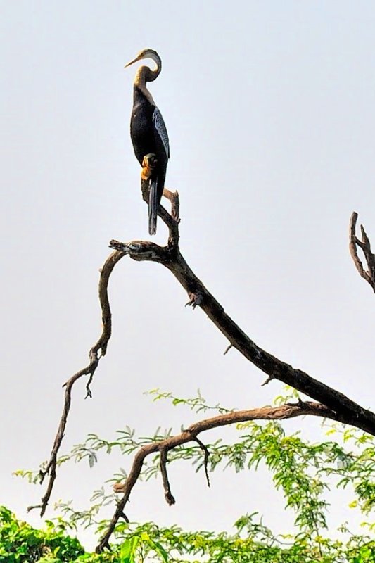 Indian Darter Anhinga melanogaster