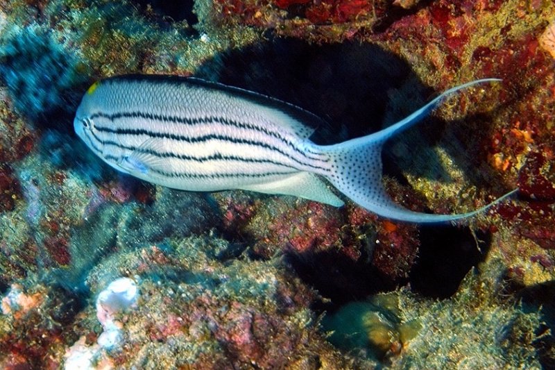 Male Blackstriped Angelfish, Genicanthus lamarck