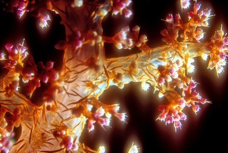 Soft Coral 