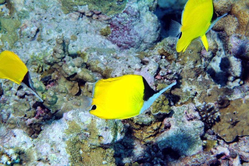 3 Longsnout Angelfish 