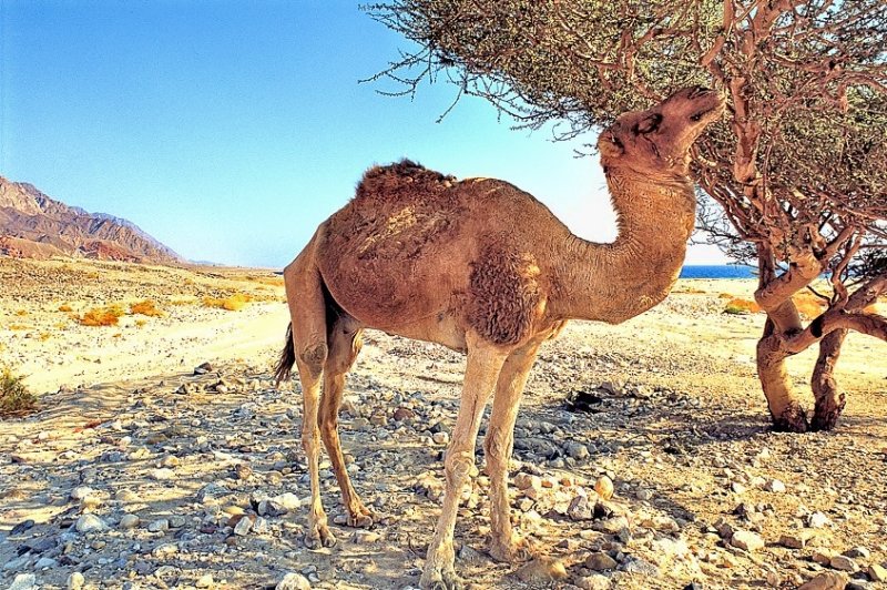 Eating The Acacia