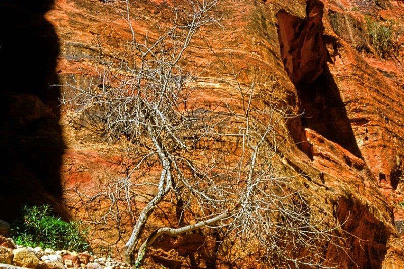 Dry Tree In Canyon