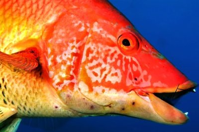 Hogfish, Female (Bodianus scrofa)