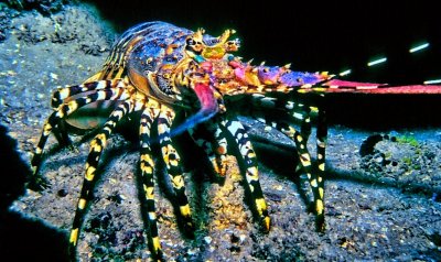 Rainbow Lobster