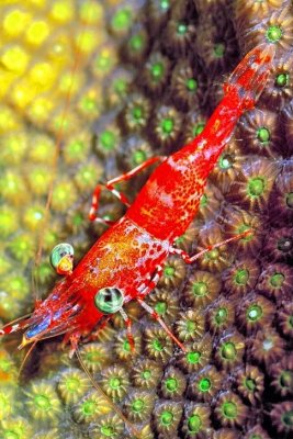 Red Night Shrimp, 'Cinetorhynehus manningi'