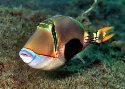 'Rhinecanthus verrucosa', Blackpatch Triggerfish