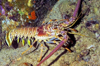 Caribbean Spiny Lobster, 'Panulirus argus'