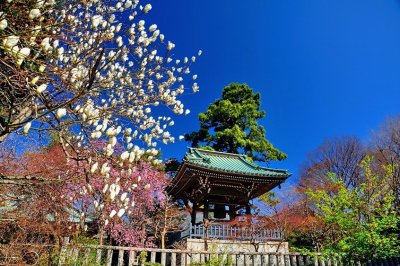 Bell Tower and Magnolias