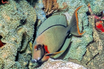 Chocolate Surgeonfish ('Acanthurus pyroferus') Sleeping on a Beautiful Bed of Anemones