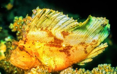 Leaf Scorpionfish- Taenianotus triacanthus
