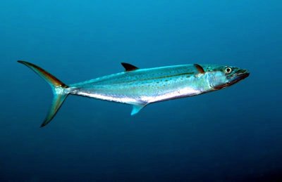 Cero, Painted Mackerel  (Scomberomorus regalis)