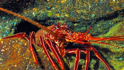 Brown Spiny Lobster Inside Cave ('Panulirus echinatus')