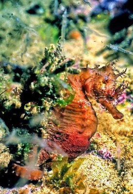 Seahorse, Hippocampus guttulatus, Plankton Around...