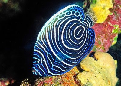 Juvenile Emperor Angelfish    