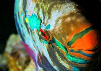 The Red Eye of the Parrotfish