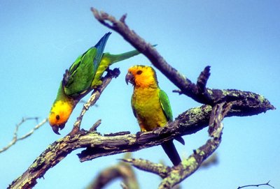 Parrot Couple  