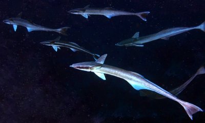 Remora Schoal ('Echeneis naucrates')