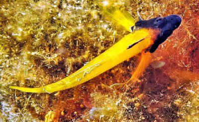 Minute Yellow Fish: Black Faced Blenny, 'Tripterygion delaisi'