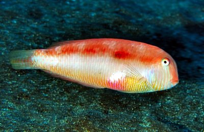 Pearly Razorfish (Xyrichtys novacula)