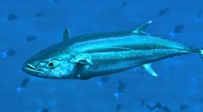 Predator Hunting - Dogtooth Tuna (Gymnosarda unicolor)